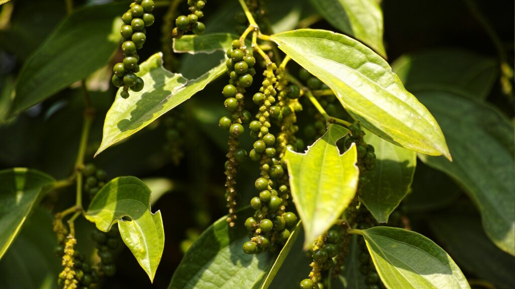 Świątynia starsza niż Angkor Wat wybudowana w jaskini, prowincja kampot