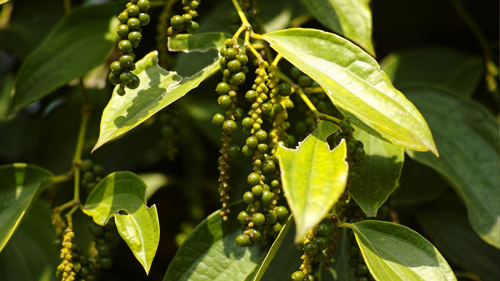 Wycieczka bokor jaskinie farma pieprzu. Świeży zielony pieprz na plantacji