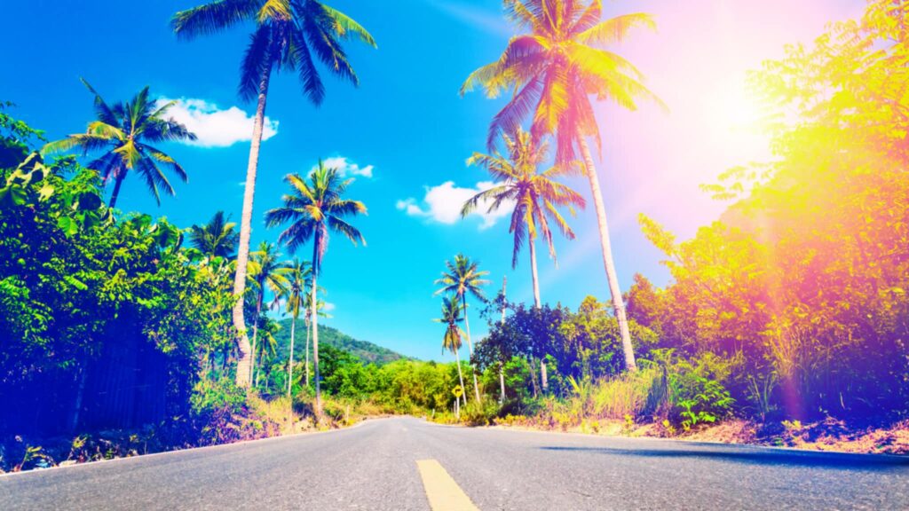 Droga z palmami jakich wiele w Kambodży, z nami możesz zwiedzic wszystkie.