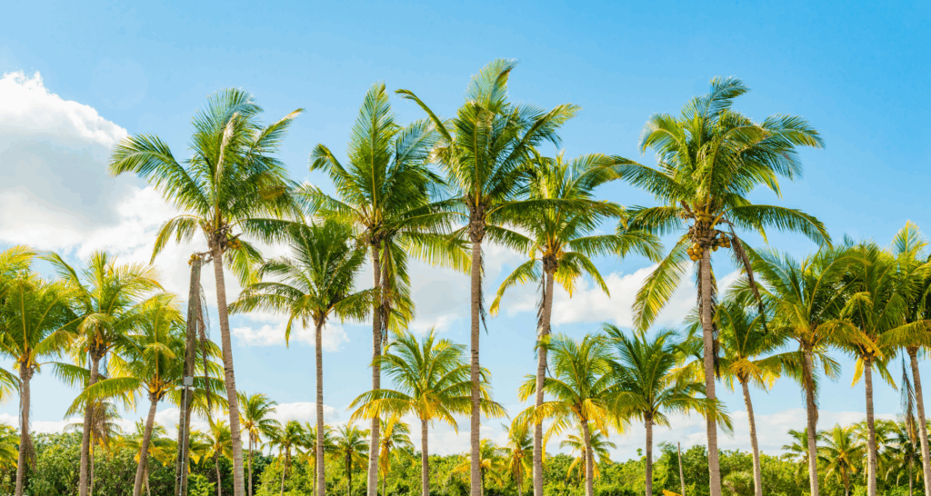 Palmy Kambodża prowincja kampot, natura park narodowy kep